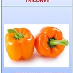 Orange Capsicum Shimla Mirch Gardening 5 Gram Seeds-image-43