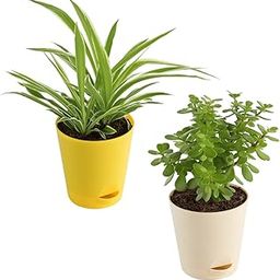 UGAOO Combo of 2 Indoor Live Plants for Home & Living Room with Pot - Jade & Spider Plant-image-40