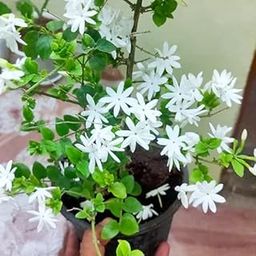 Udanta Jasmin - Scented Juhi Flower Plant With Pot-image-70