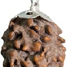 9STARS Original Certified Nepali 2 Mukhi Rudraksha - Round Shape, Natural Two Face, Lord Shiva Rudraksha Pendant-61
