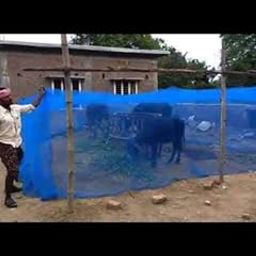 Anaya Mosquito Net HDPE Animal Mosquito Nets for Cow/Buffalo, Mosquito Net Cow Shed (30x20x10 FT), Multicolour (NEW-DIV-160)-15