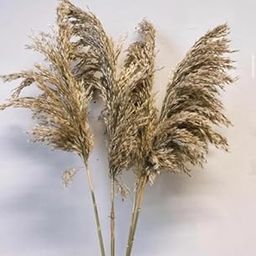 10 Pieces Dried Pampas Grass Bundle for Home, Event, Wedding Decoration Hanging, vases, Flower pots etc-image-56