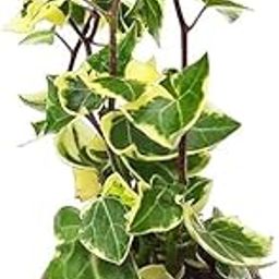 INGLIS PLANTOPIA Live English Ivy plant indoor Oxygen plant veriegaded english lvy plant with Plastic pot-image-7