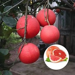 ABEFARIYA Thailand Red And Sweet Pomelo/Chakotra lemon Fruit Live Plant |Original Quality Fruit Plant And All Time Season Fruit Plant with a Grow bag -(Height 1-2 "Feet") for home gardening-image-56