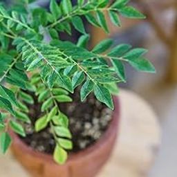 UGALOO Curry leaf plant (Curry patta plant)-picture-18
