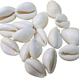 Lakshmi Kaudi – Natural White Cowrie Shells for Diwali, Dhanteras, and Temple Decor Laxmi Puja/Cowrie - Koudi - Kodi (Pack of 11)-image-99