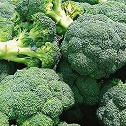 F1 Hybrid Broccoli Vegetable 200+ seeds-image-47