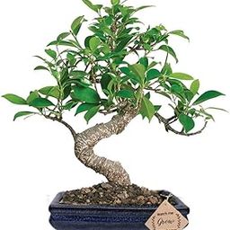 Abana Homes S Shape Ficus Indoor Real Bonsai Plants Live for Home with Clay Pot - Low Maintenance-image-71