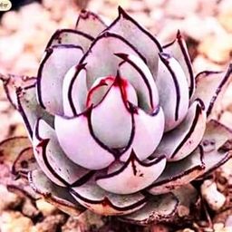 generic Seeds Echeveria Strictiflora V. Nova Seed Rare Succulent-picture-0