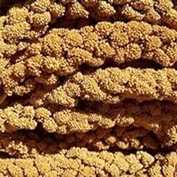 Bird Food for All Birds Foxtail millets/panchi/Pakshi/Parrot Big and Small Old and Adult for All Birds 200 gm-image-47