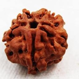 UrusGems Nepali 2 Mukhi GOL Dana Rudraksha Original Certified by Lab दो मुखी रुद्राक्ष ओरिजिनल नेपाल गोल दाना Two Mukhi Round Rudraksha Holy Beads with Silver Capping Do Mukhi Rudraksh for All-picture-48