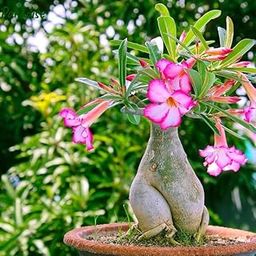 Paudha store Flower Live Plant Adenium Plants for Garden Indoor,4 Years old plant (1 Live Bonsai Plant)-image-49