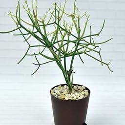 pencil cactus live plant-16