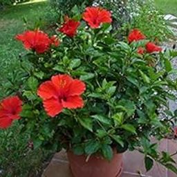 Rameshvar Enterprises Gudhal Live Plant (Red Hibiscus Flower Plant)-image-11