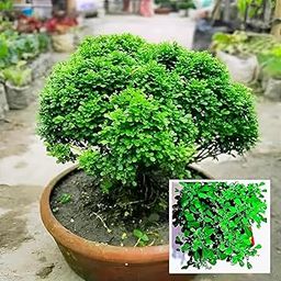 Zoropic Enterprise Beautiful Home Decoration Bonsai bushy Live Table Kamini (Murray Paniculate) Tree Plant Without Pot || For Home Garden Outdoor & Indoor Plant.Pack Of 01.-image-70