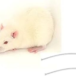 Cannuala Ball tip Curve Size:16Gx95mm 2 pcs - Good for Sprague Dawley Rats(300-450 gram Body Weight)-picture-17