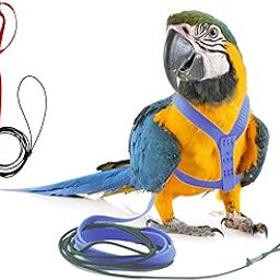 Bird Harness with Leash & Anti-bite Design for Outdoor Activities, Training, Suitable for Eclectus, Medium Macaws, Large Amazon, Congo Grey (Random, Medium)-picture-29