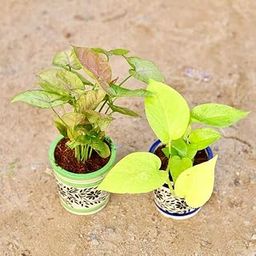 Set of 2 - Money Plant Golden & Syngonium Brown Green in 4 Inch Live Classy Cylindrical Ceramic Plant (colour & design)-6