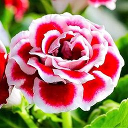 Gloxinia Flower Bulbs Double Pack of 2 Bulbs By Zabbus Mix Colour-image-56