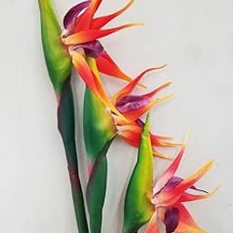 SVG® Bird Of Paradise Flower Bulbs for Your Home and Gardening Pack of 2 Bulbs (RED)-image-70