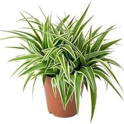 Garden Art live indoor plant (Spider Plant)-image-84