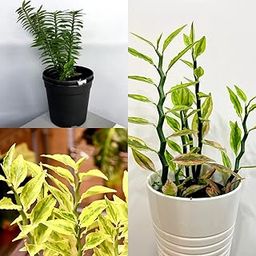 Devil's Backbone Succulent Plant| Euphorbia tithymaloides Pedilenthus| Striped Live Exotic Rare Hanging Plant for home gardening (Pack of 1 with pot)-image-87