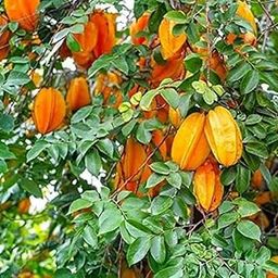 All Time Fruit Tree. Live Outdoor Garden Plant -(PACK OF 2) (Grafted STAR FRUIT PLANT)-image-38