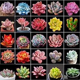 100 Seeds Pcs- Air Purifier Mix Cacti Succulent Seeds Pack For Home Garden Planting- Grow Year Round-image-7