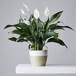 peace lily flower white-29