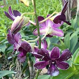 ROYAL LAND Dendrobium Seedling Plants Platinum Blue 1 Helathy Live Plant Including Pot-image-66