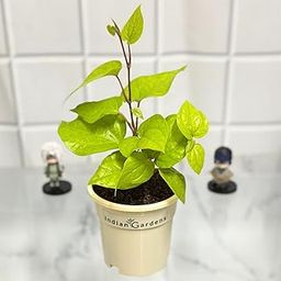 Betel Leaf | Magai Paan Plant | Premium Plastic 4 inch pot-image-52