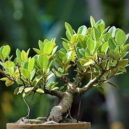Chinese Banyan Live Plant, China Bot, Money Tree, Good Luck Feng Shui Indian Laurel Fig Indoor Bonsai Plant (Pack of 1)-image-82