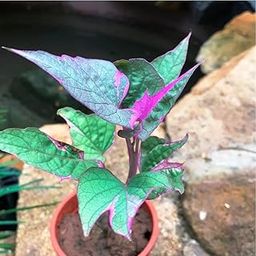 Natura GreenHouse Live Variegated Purple Sweet Potato Vine Live Plant PAck of 1 Plant-image-37