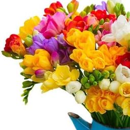 Freesia bulbs (pack of 10 mixed colored bulbs) - Flower Bulbs - 10 Bulbs-image-69