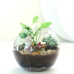 fnp Jade Syngonium Plant Potpouri Bowl Terrarium-image-66
