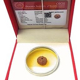 Apnisanskriti Original Lab Certified 10 Mukhi Rudraksha - Brown - Ten Face Rudraksha - Pack of 1-image-39