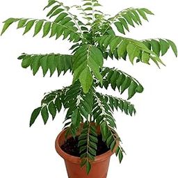 Curry Leaves - Kadi Patta Sweet Neem Live Plant with Pot (Curry patta plant)-image-8