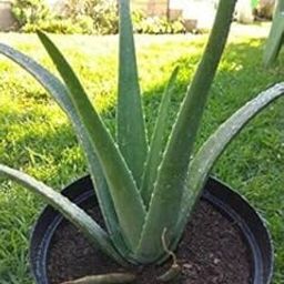 Tree Hub Aloe Vera Plant (Pack of 1) Green-image-77
