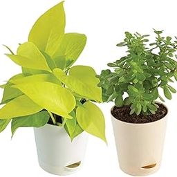 Ugaoo Good Luck Indoor Plants For Home With Pot - Jade Plant & Money Plant Golden-image-74