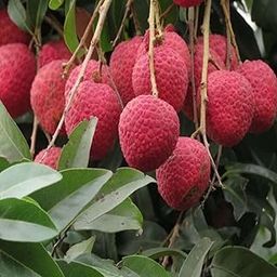 TAPOBON Litchi Muzaffarpur Shahi Variety Lychee Fruit (Air Layering/Grafted) Live Plants & Tree(1-2 Feet Size)-picture-14