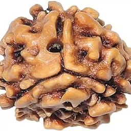 Three mukhi Rudraksha Natural Quality Bead Original, Certified Rudraksha for Men and Women, Color Brown and Puja Instructions-image-69