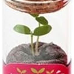 2xMini Glass DIY Seed Planting Hydroponics Herb Bonsai Pink|Home & Garden | Yard, Garden & Outdoor Living | Gardening Supplies | Plant Care, Soil & Accessories | Baskets, Pots & Window Boxes-picture-27