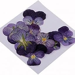 MERISHOPP®6x10 Pcs Dried Pressed Flowers for DIY Scrapbooking Crafts Violet Flowers|Crafts | Home Arts & Crafts | Floral Crafts | Dried Botanicals & Potpourri-image-66