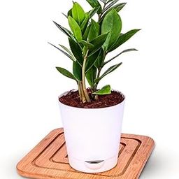 FUTURE ROOTS ZZ Plant for Home & Office | Zamia Air Purifer Plant With 4 Inch Self Watering Pot | Live Indoor | Air Purifying Zamioculcas Zamiifolia for Positive Energy, Gifting & Tabletop - Medium-image-30
