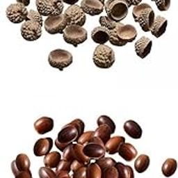 MERISHOPP®200x Natural Acorns Real Acorns Caps Home DIY Christmas Natural Acorn Caps|Crafts | Home Arts & Crafts | Floral Crafts | Other Floral Craft Supplies-image-11