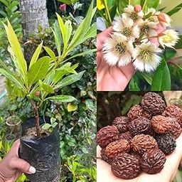 Rudraksha Plant, Indoor/Outdoor, 30 cm Height, Full Sun Exposure, Low to Moderate Water Needs-image-83
