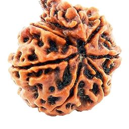 IRIS GEMS 7 mukhi Ganesh rudraksha Original Certified सात मुखी गणेश ओरिजिनल नेपाली Seven Face Nepali rudraksh साथ मुखी ओरिजनल Ganesh rudrakshaa saath saat mukhi Rudraksh Natural 7 Mukhi Ganesh Rudraksh For Men & Women image 2