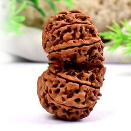 FOREVER Gems Nepali Gauri Shankar Rudraksha Original Certified 9 Mukhi Gaurishankar Rudraksh Precious Beads Shiv Parvati Ruthratcham for All गौरी शंकर नेपाल रुद्राक्ष image 2