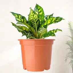 Kuber Industries Set Of 24 Orange-Coloured & Black Planter With Pot image 2