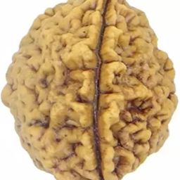shivtantra Two mukhi Rudraksha Bead Certified/Original 2 Mukhi Rudraksh bead/Natural Two faced Rudraksha (Brown) with Certificate and Puja Instructions image 1